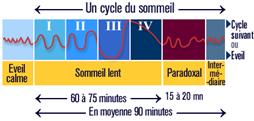 Cycle sommeil